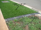 With and Without Stemturf.